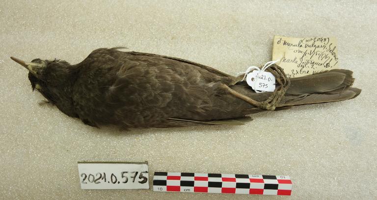 animal naturalisé : oiseau : Merle noir