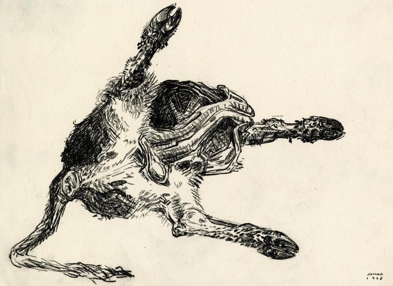 Dissection d'une vache (vue par la queue) à l'École vétérinaire de Maisons-Alfort