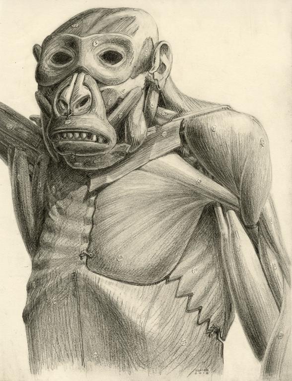 Gorille, originaire du Gabon, anatomisé