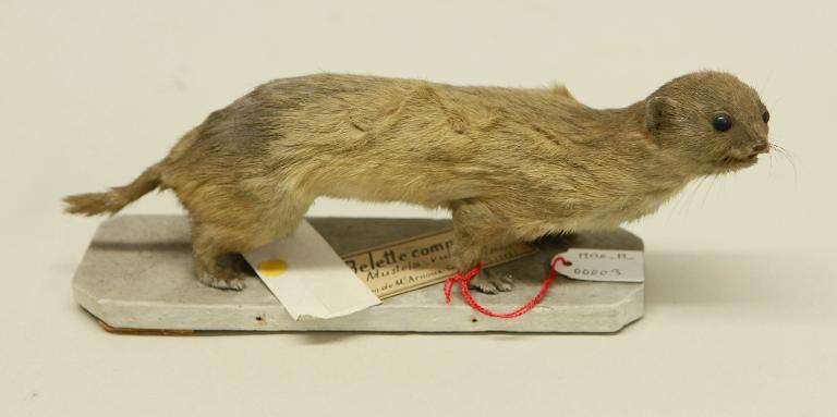 animal naturalisé : mammifère : Belette