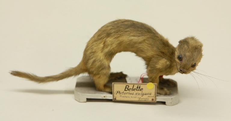 animal naturalisé : mammifère : Belette