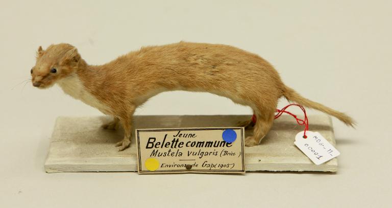 animal naturalisé : mammifère : Belette