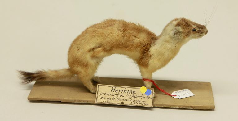 animal naturalisé : mammifère : Hermine