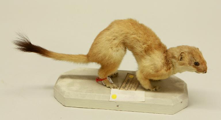 animal naturalisé : mammifère : Hermine