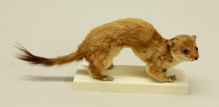 animal naturalisé : mammifère : Hermine