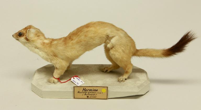 animal naturalisé : mammifère : Hermine