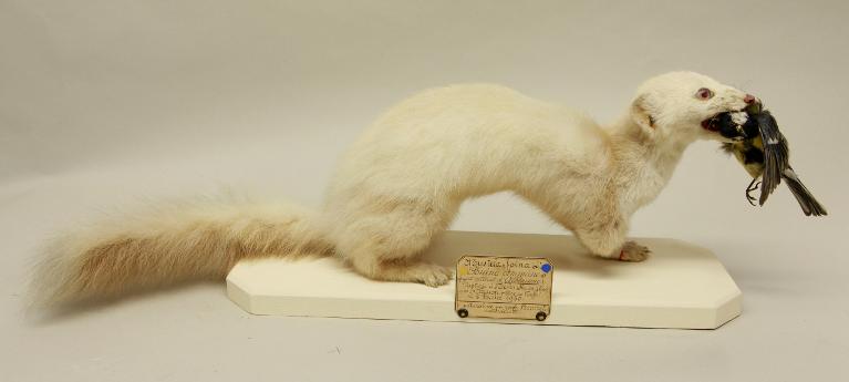 animal naturalisé : mammifère : Fouine