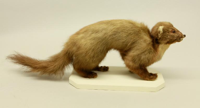 animal naturalisé : mammifère : Martre