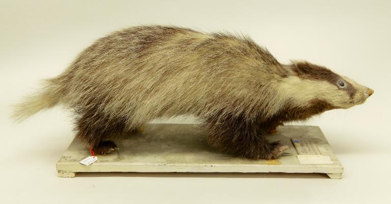 animal naturalisé : mammifère : Blaireau d'Europe