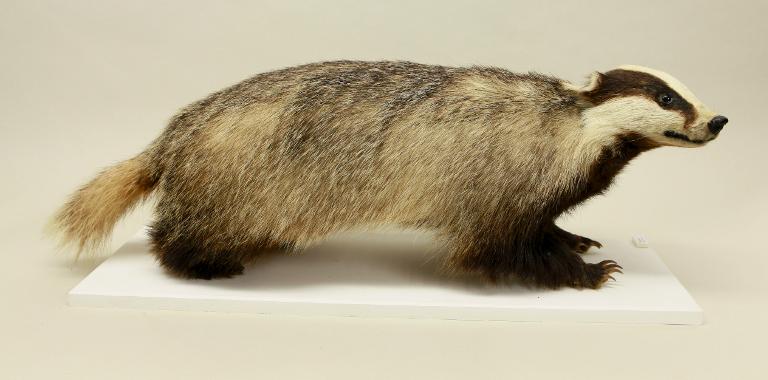 animal naturalisé : mammifère : Blaireau d'Europe