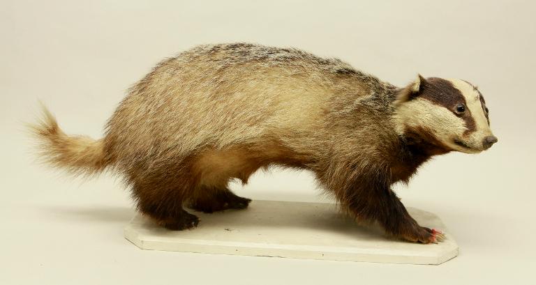 animal naturalisé : mammifère : Blaireau d'Europe