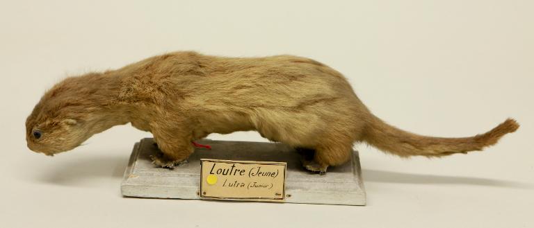 animal naturalisé : mammifère : Loutre d'Europe