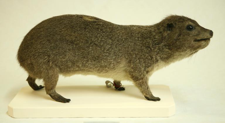 animal naturalisé : mammifère : Daman d'arbre