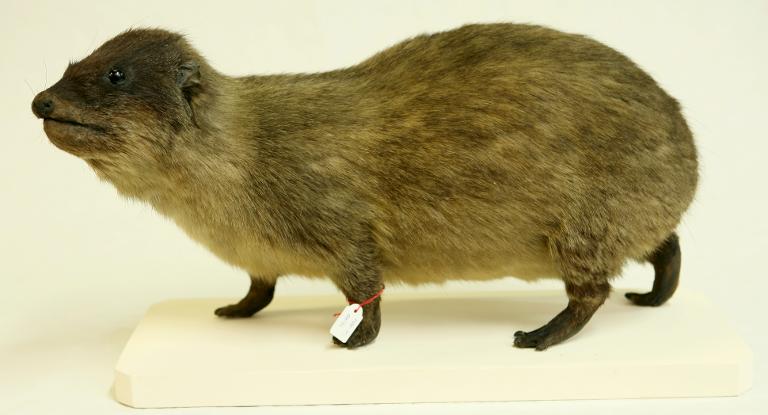 animal naturalisé : mammifère : Daman de rocher