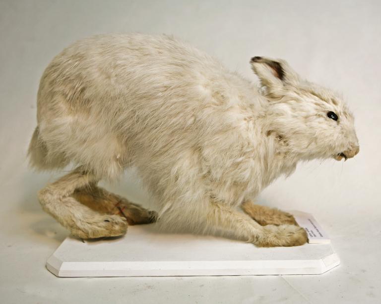 animal naturalisé : mammifère : Lièvre variable
