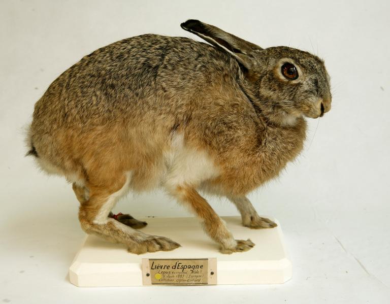 animal naturalisé : mammifère : Lièvre d'Europe