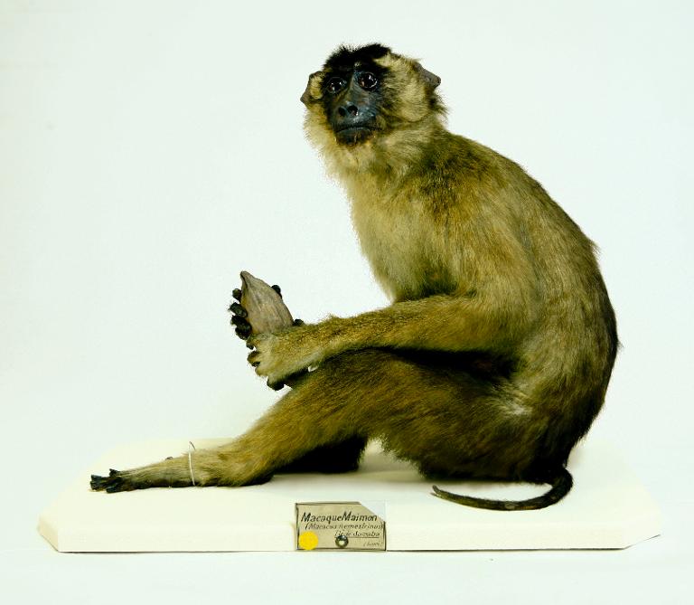 animal naturalisé : mammifère : Macaque à queue de cochon