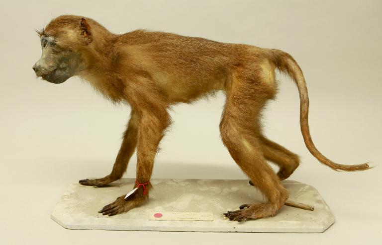 animal naturalisé : mammifère : Babouin