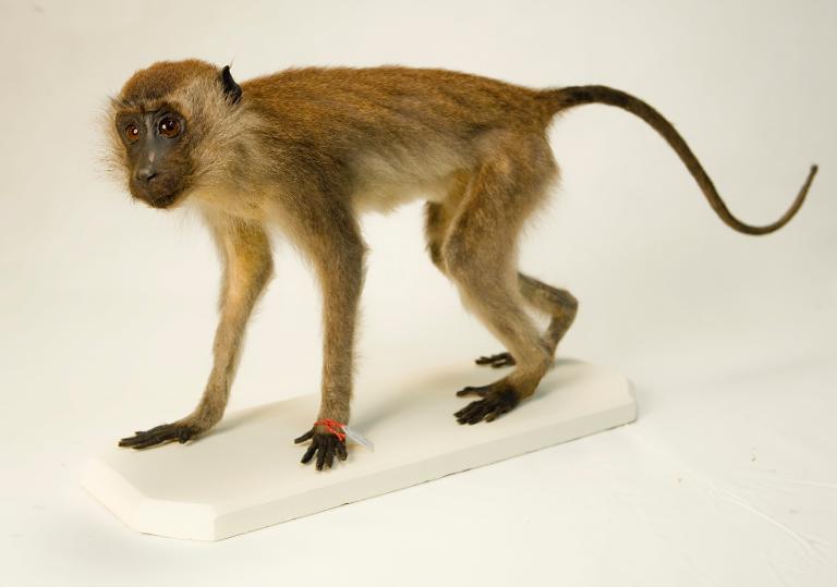 animal naturalisé : mammifère : Cercopithèque