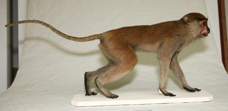 animal naturalisé : mammifère : Singe rouge