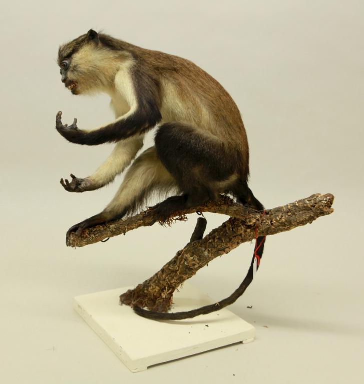 animal naturalisé : mammifère : Mone