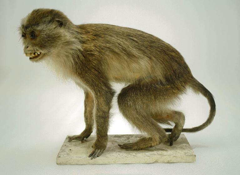 animal naturalisé : mammifère : Cercopithèque