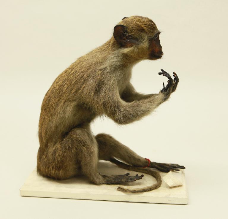 animal naturalisé : mammifère : indéterminé