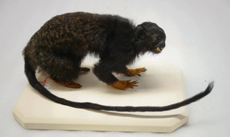 animal naturalisé : mammifère : Tamarin à mains dorées