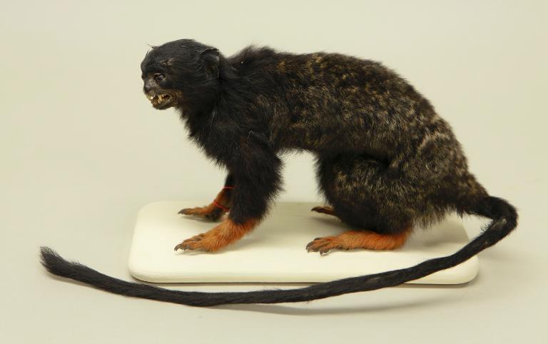 animal naturalisé : mammifère : Tamarin à mains dorées