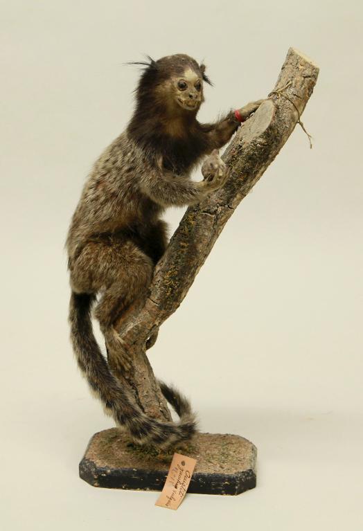 animal naturalisé : mammifère : Ouistiti à pinceaux noirs