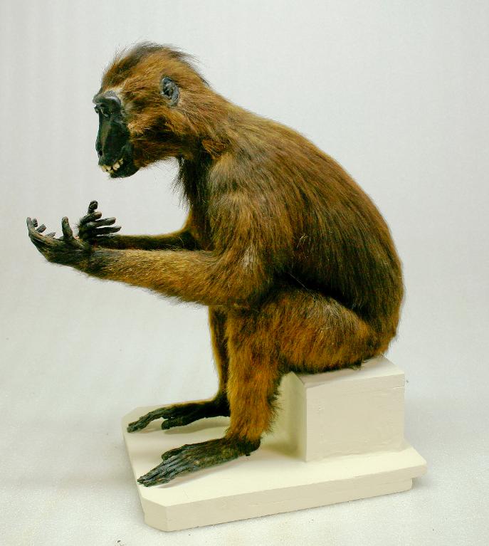 animal naturalisé : mammifère : Macaque de Gorontalo