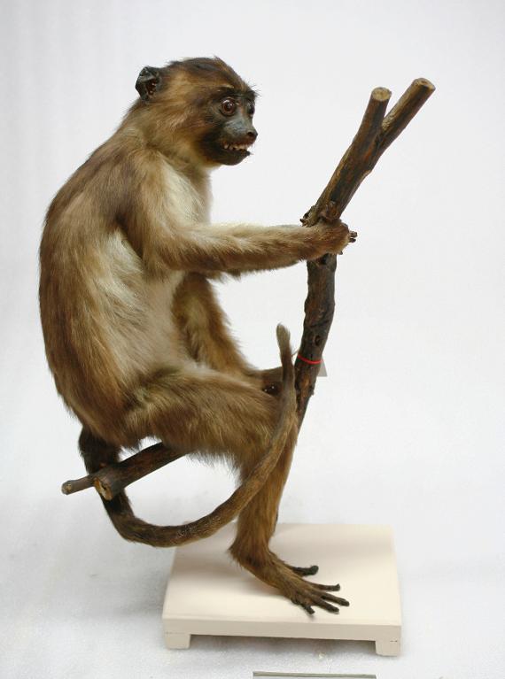 animal naturalisé : mammifère : Mangabey couronné