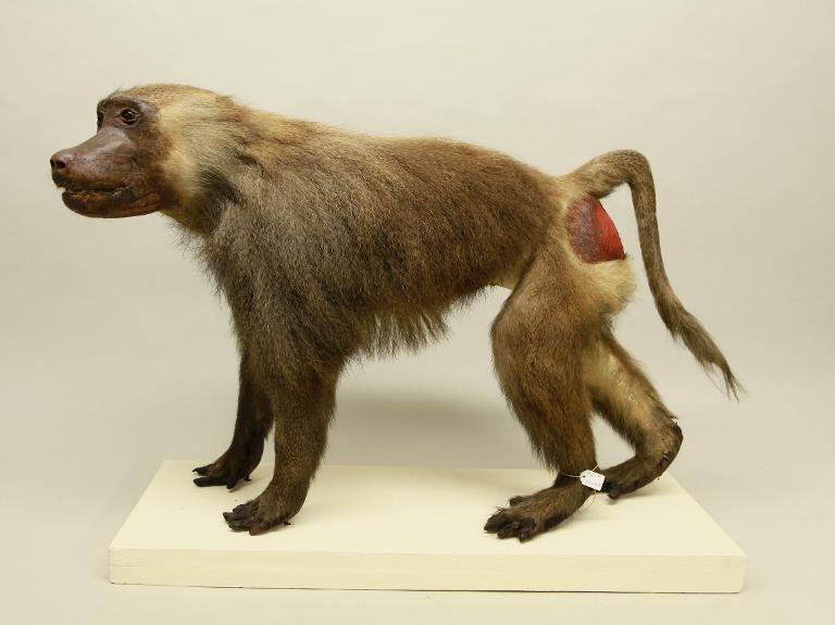 animal naturalisé : mammifère : Hamadryas