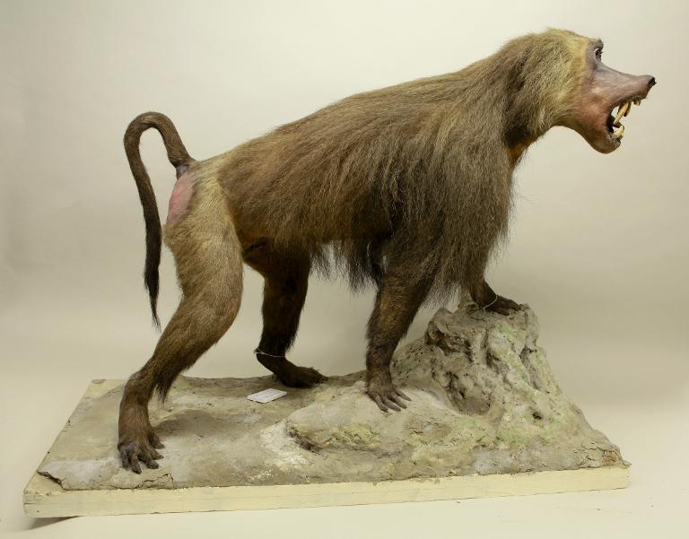 animal naturalisé : mammifère : Babouin