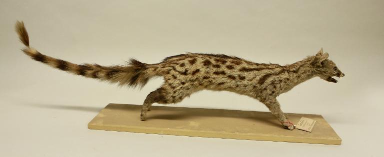 animal naturalisé : mammifère : Genette d'Europe