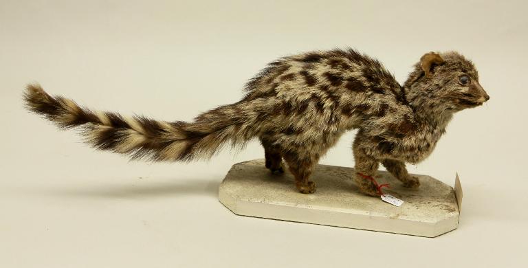 animal naturalisé : mammifère : Genette d'Europe