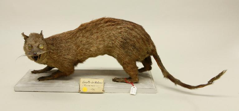 animal naturalisé : mammifère : Civette