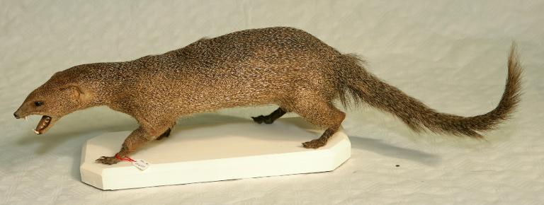 animal naturalisé : mammifère : Mangouste ichneumon