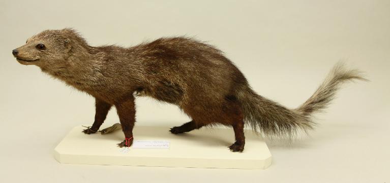 animal naturalisé : mammifère : Mangouste à long museau