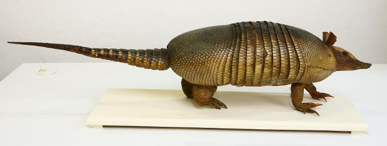 animal naturalisé : mammifère : Tatou à 9 bandes