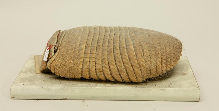 animal naturalisé : mammifère : Tatou velu