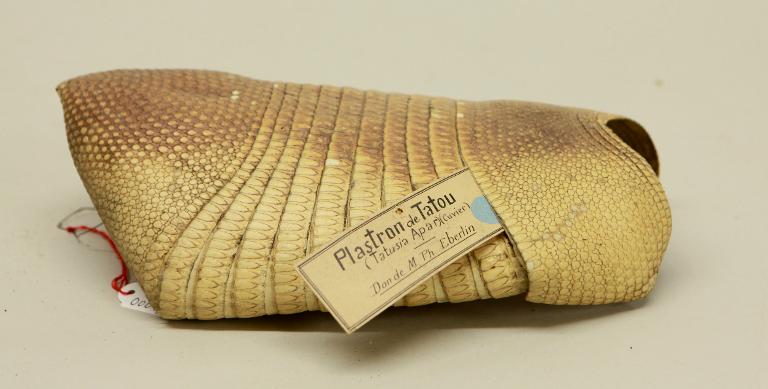 animal naturalisé : mammifère : Tatou à 9 bandes