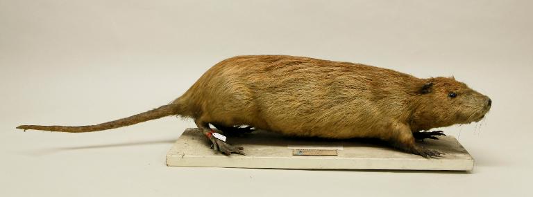 animal naturalisé : mammifère : Ragondin