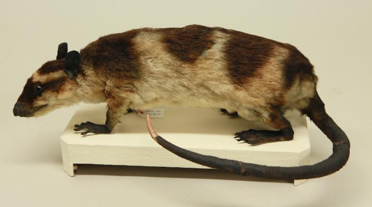 animal naturalisé : mammifère : Yapok