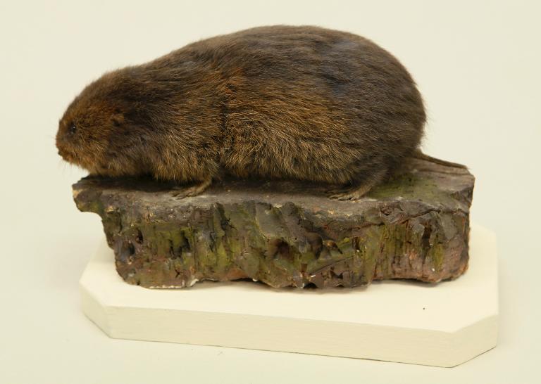 animal naturalisé : mammifère : Lemming des forêts