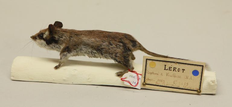 animal naturalisé : mammifère : Lérot