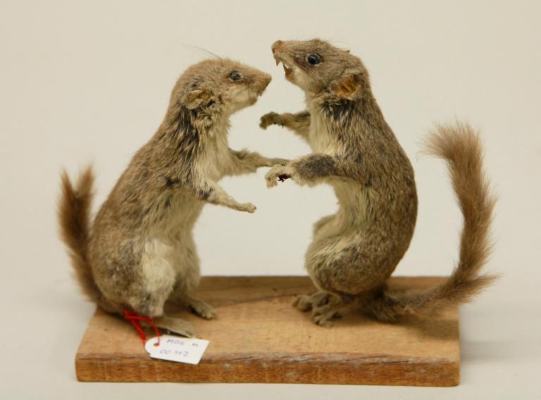 animal naturalisé : mammifère : Loir