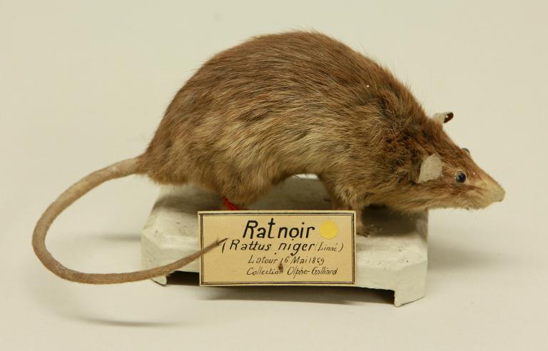 animal naturalisé : mammifère : Rat noir