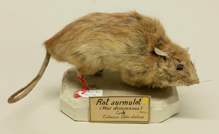 animal naturalisé : mammifère : Rat surmulot