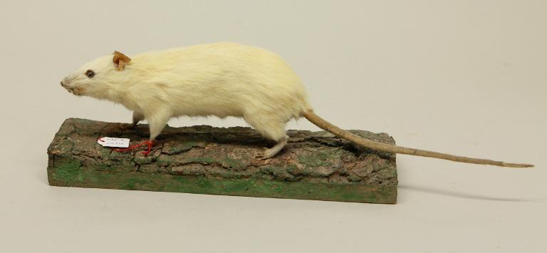 animal naturalisé : mammifère : Rat surmulot